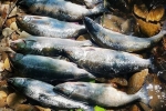 Сима дикий лосось с икрой Размер 2-3 кг Цена за 1 кг