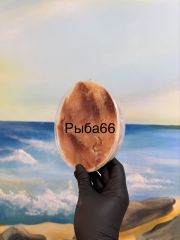 Пресервы из филе пеляди слабой соли, без масла 